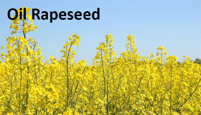 Oil-Rapeseed