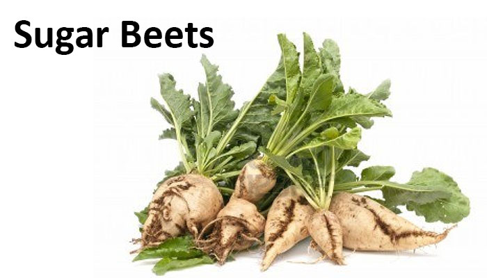 Sugar Beets