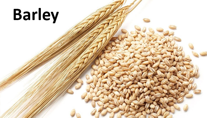 Barley