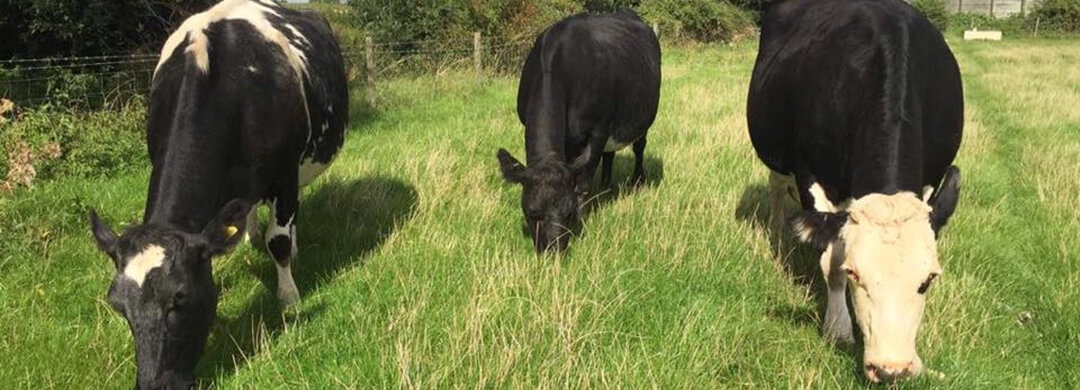 Grazing cows