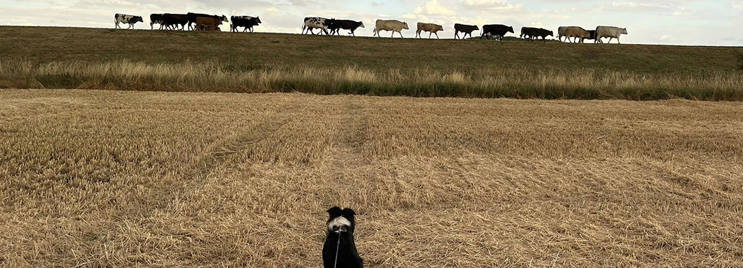 Keeping an eye on the Cows