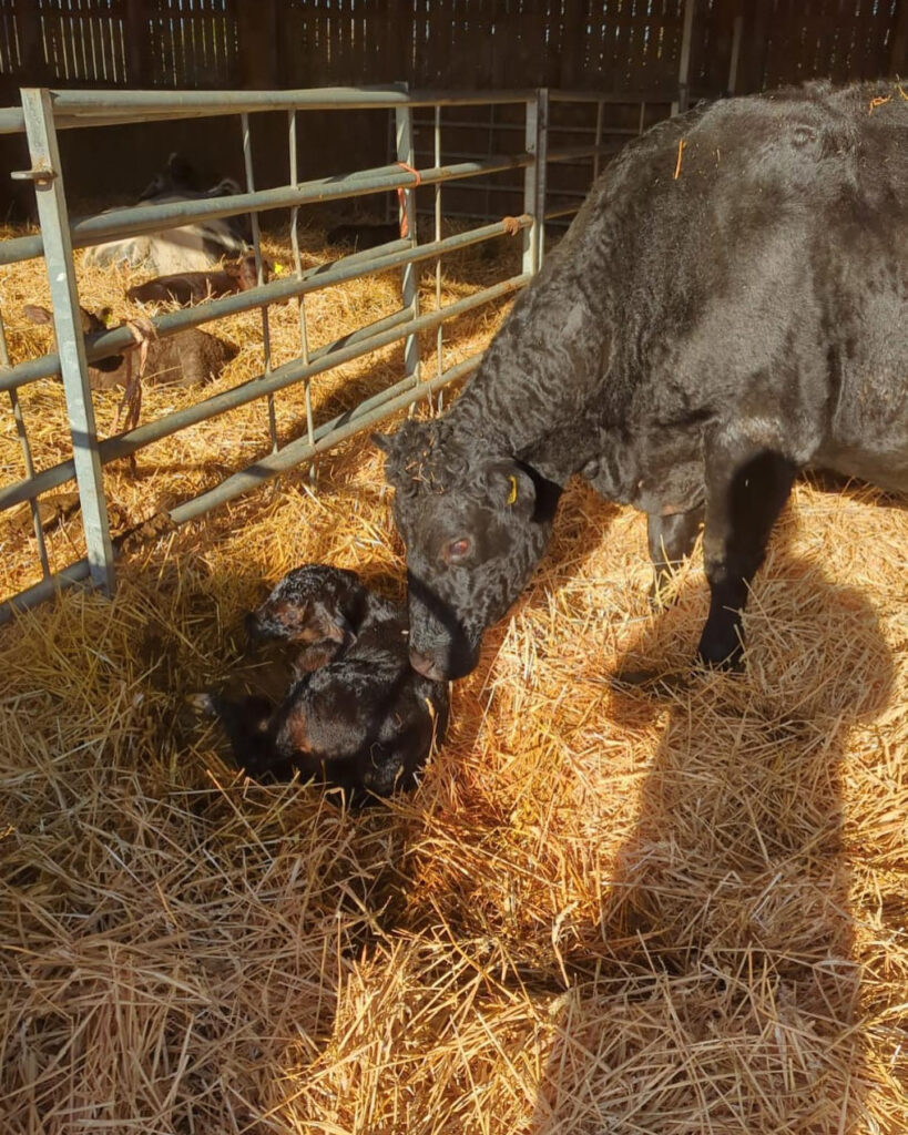 springtime calves