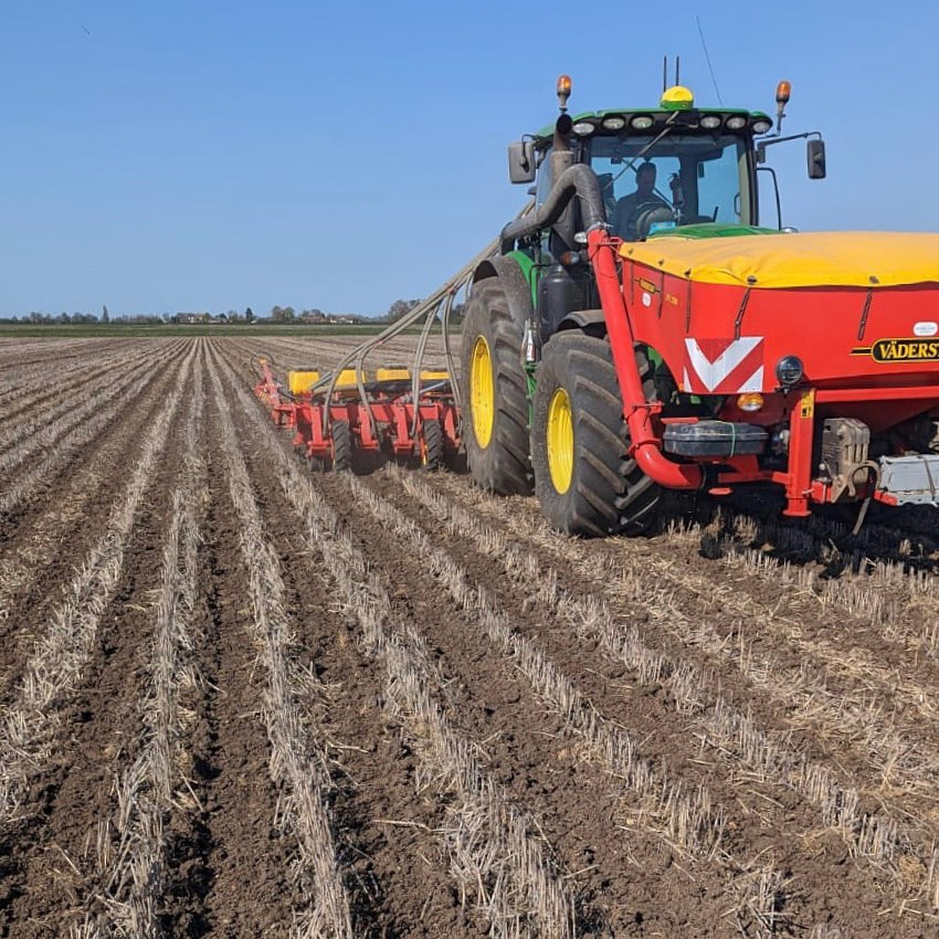 Beet Drilling