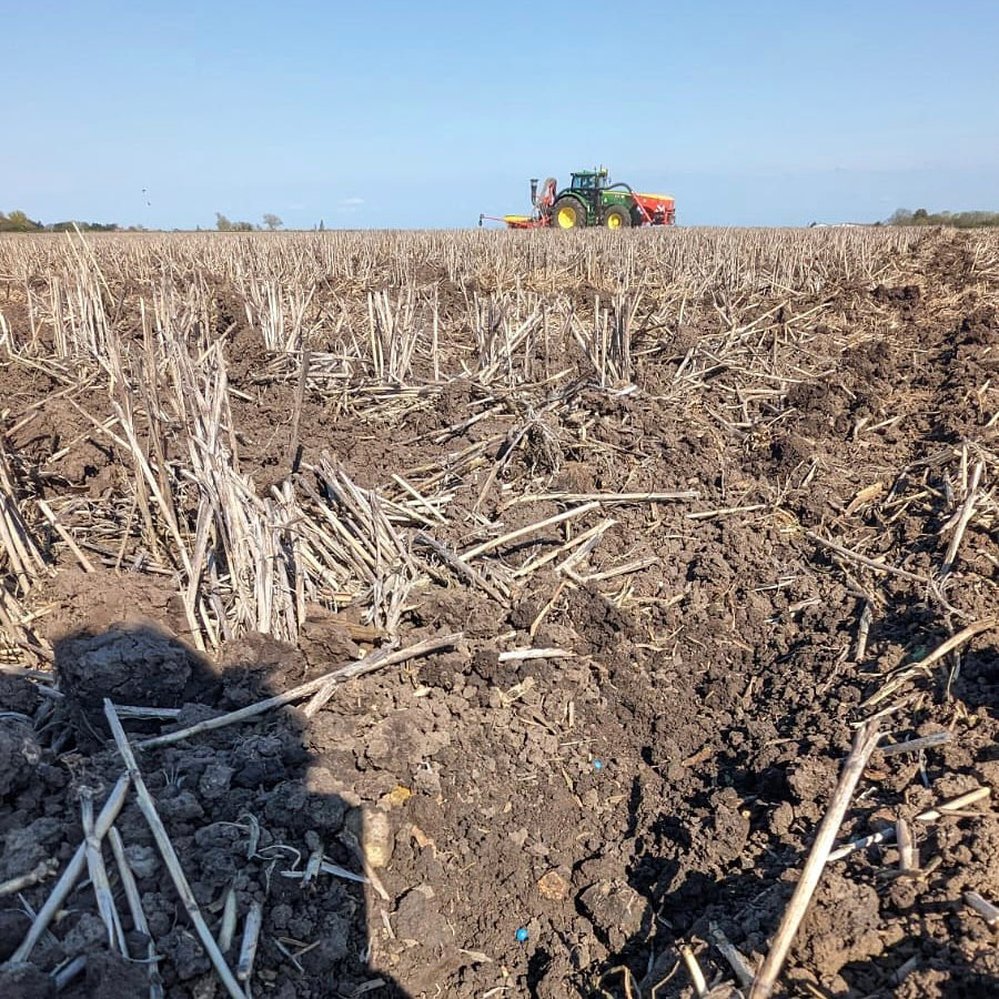 Beet Drilling