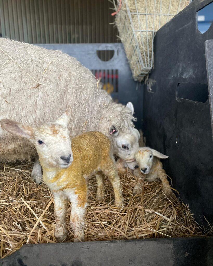 Second set of lamb twins